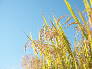 稲穂　