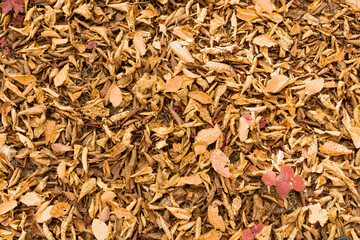 faded leaves texture