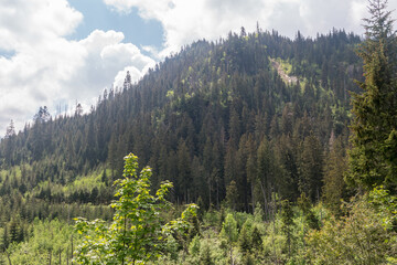 Hill with trees in Tatra National Park in Poland.