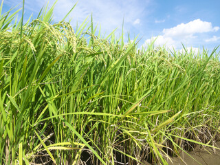 稲穂　