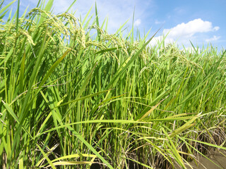 稲穂　