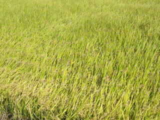 稲穂　