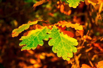 Autumn yellow leaves hanging on oak tree in autumn park