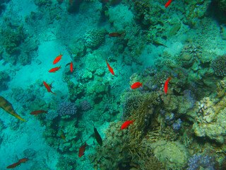 Tropical exotic fish red colors moving over the reef underwater of Red sea