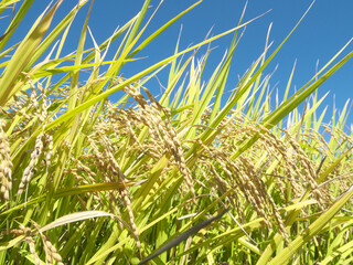 稲穂　