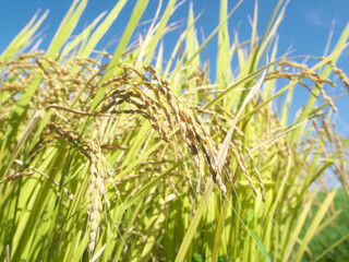 稲穂　