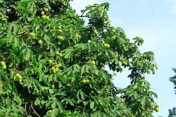 Fototapeta na wymiar Green chestnut tree with a rich harvest. Copy space.