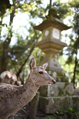 守り神