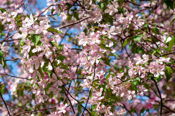 Apple branches bloom pink flowers in early spring