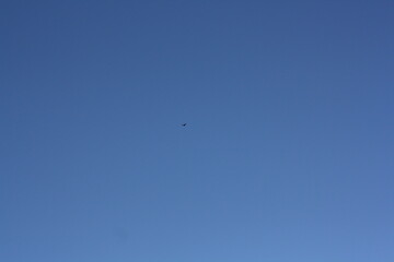Eagle in the sky