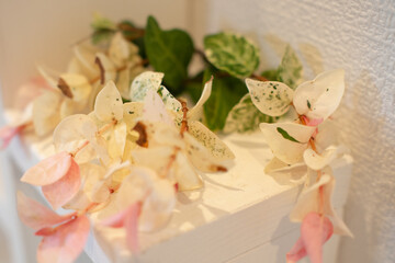 インテリアで飾った花（ハツユキカズラ）