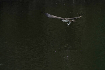 osprey in flight