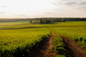 a dirt road goes through a green field towards the forest