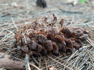 pine cone on the ground