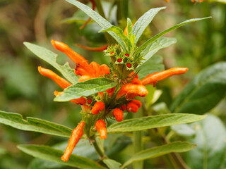 (Leonotis leonurus) Queue de Lion ou Dagga sauvage à floraison tubulaires orangée en couronne sur tige dressée, velue aux feuilles vert foncé, étroites, lancéolées, crénelées et aromatiques