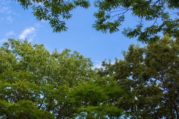 とてもきれいな青空と緑
