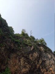 tree in the mountains