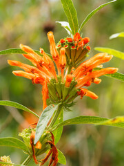 (Leonotis leonurus) Queue de Lion ou Dagga sauvage à inflorescence dressée en corolles tubulaires...