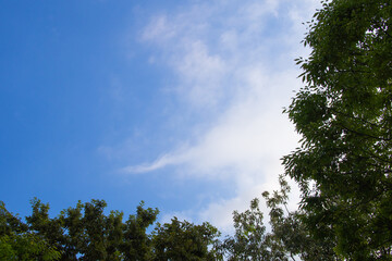 とてもきれいな青空と緑