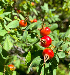 Wild berries in Telluride, Colorado 