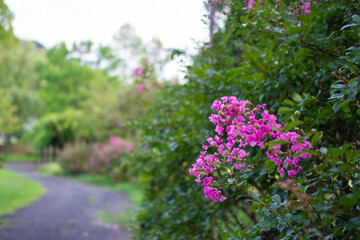 日本の公園に咲いているピンク色の花