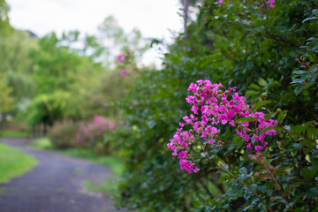 Obraz premium 日本の公園に咲いているピンク色の花