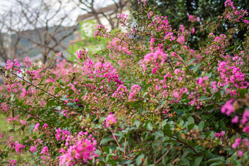 Obraz na płótnie Canvas 日本の公園に咲いているピンク色の花