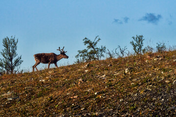 Reindeers in natural environment, Trondheim region, Northern Norway