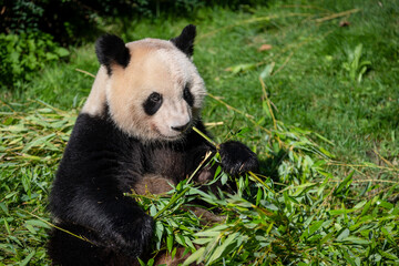 Panda eats bamboo in the forest