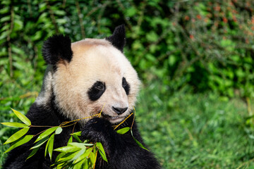 Panda eats bamboo in the forest