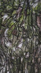 Tree bark background, texture, graphic resources 