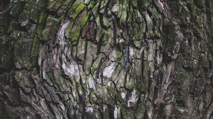 Tree bark background, texture, graphic resources 