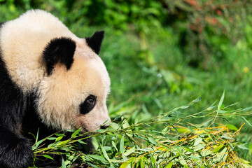 Panda eats bamboo in the forest