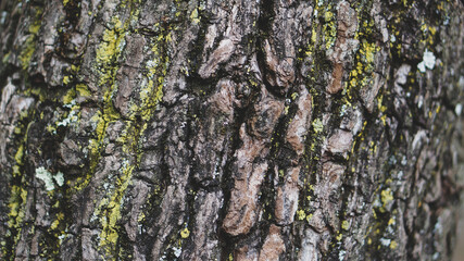 Tree bark background, texture, graphic resources 