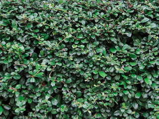 green ivy on wall