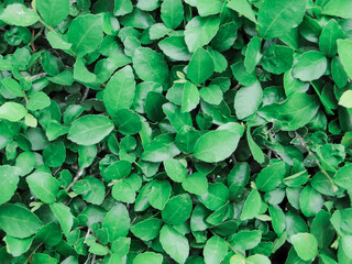 green leaves background