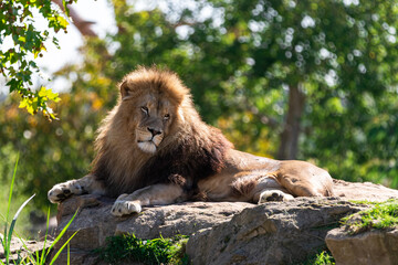 Portrait of Lion in the forest © AB Photography