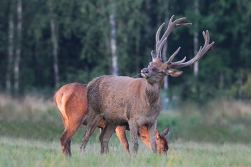 Beautiful red deer in the nature habitat. Wildlife scene from european nature. Cervus elaphus