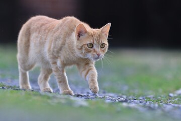 Naklejka na ściany i meble red cat goes around the garden. felis silvestris catus