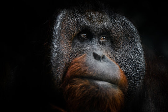 Portrait of orang-utan in a dark atmosphere © AB Photography