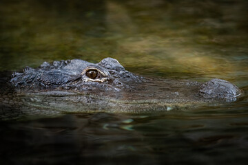 Portrait of crocodile in the jungle