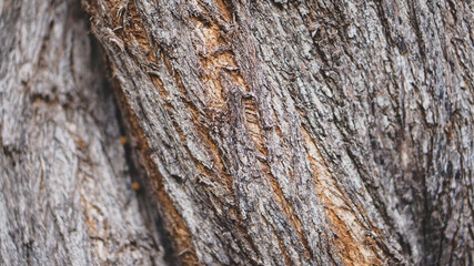 Tree bark background, texture, graphic resources 