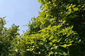 Grape vine with green leaves in the garden.