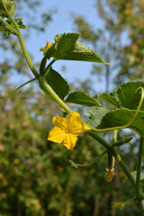 Obraz premium Cucumber plant with yellow flower in vegetable garden.