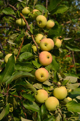 Apple tree of the White Fill variety grows in the garden in the Middle Volga region. Rich harvest of fruits