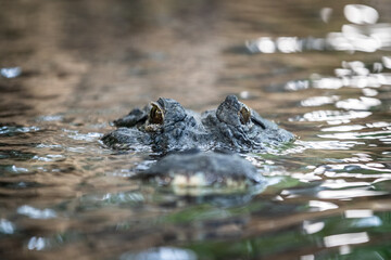 Portrait of crocodile in the jungle