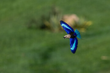 Blue-bellied Roller flying in the forest