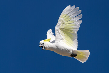 Sulphur-crested Cockatoo flying and crying in the sky