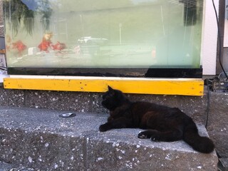猫ときんぎょ