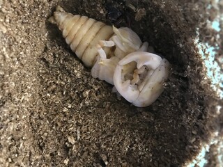 クワガタのサナギ